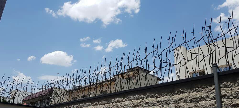 حفاظ شاخ گوزنی